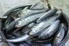 Delle sardine.