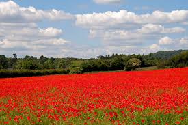 Campo di papaveri, simbolo dei caduti della Prima Guerra Mondiale