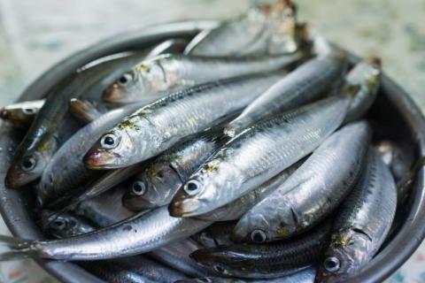 Delle sardine.