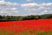 Campo di papaveri, simbolo dei caduti della Prima Guerra Mondiale