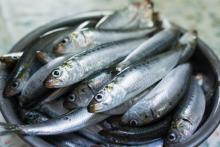 Delle sardine.